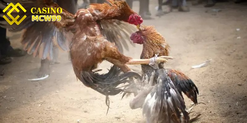 Đá gà cựa dao MCW99 - Mãn nhãn trong những trận ra đòn 4 Đá gà cựa dao MCW99 mang lại kết quả bất ngờ