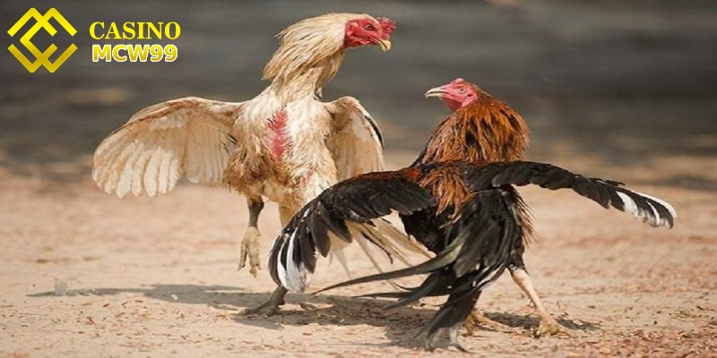 Đá gà cựa dao MCW99 - Mãn nhãn trong những trận ra đòn 3 Đá gà cựa dao MCW99 luôn có sự cạnh tranh lớn