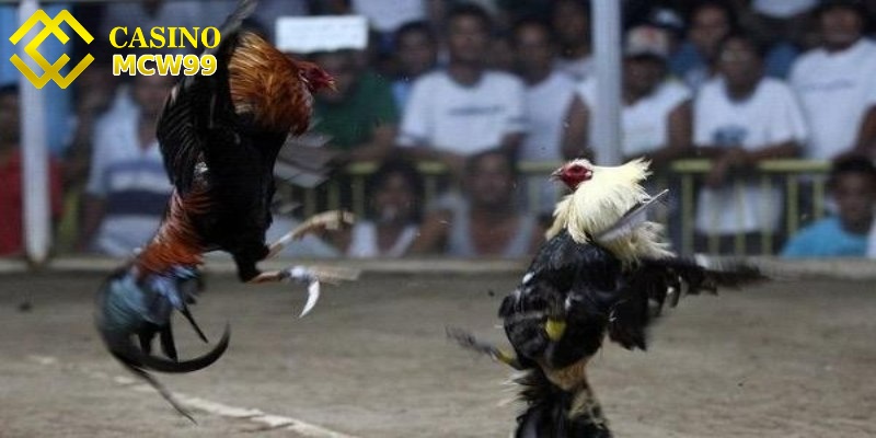 Đá gà cựa dao MCW99 - Mãn nhãn trong những trận ra đòn 1 Đá gà cựa dao MCW99 được nhiều tay chơi yêu thích